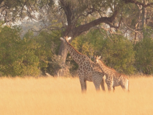 giraffe mom and baby (2)