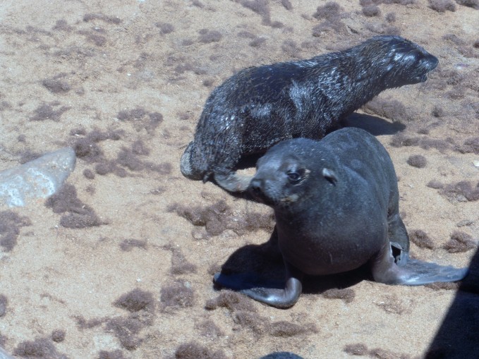 5 Cape Cross Seal Reserve babies