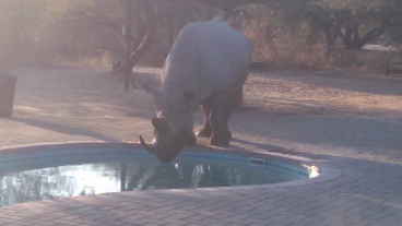 khama rhino nodi black rhino drinking